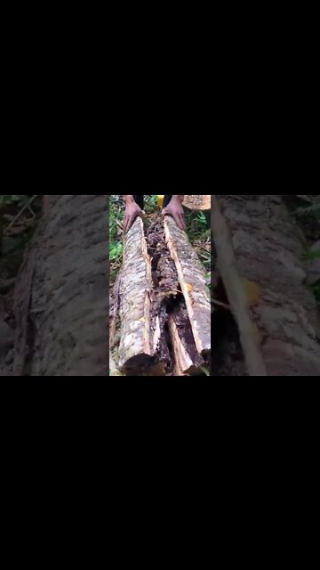 Have You Seen This Honey Comb! #UpFoodReview #ytshorts #shorts #Food #Streetfood