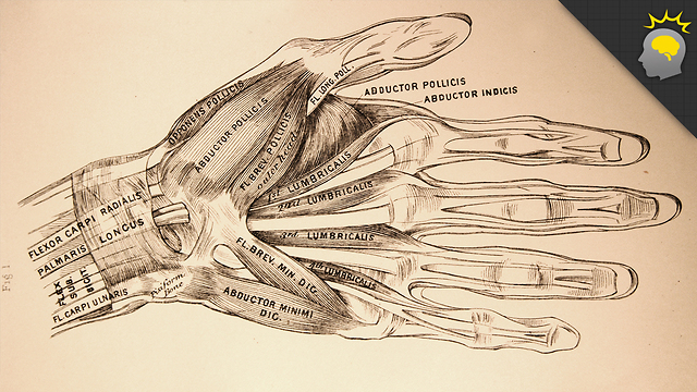 Stuff to Blow Your Mind: Can body parts be reattached after amputation? - Science on the Web