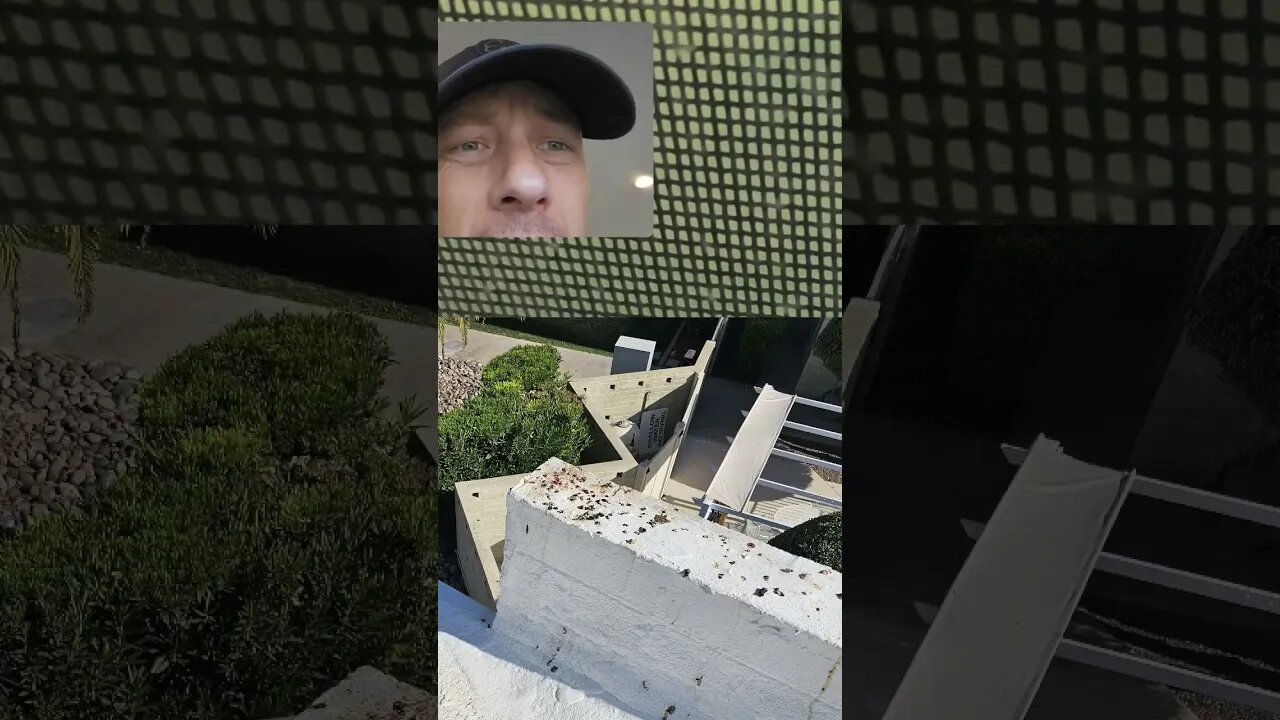 Here I am, complaining about all the bird crap on the roof #pigeons #shortvideo #condo