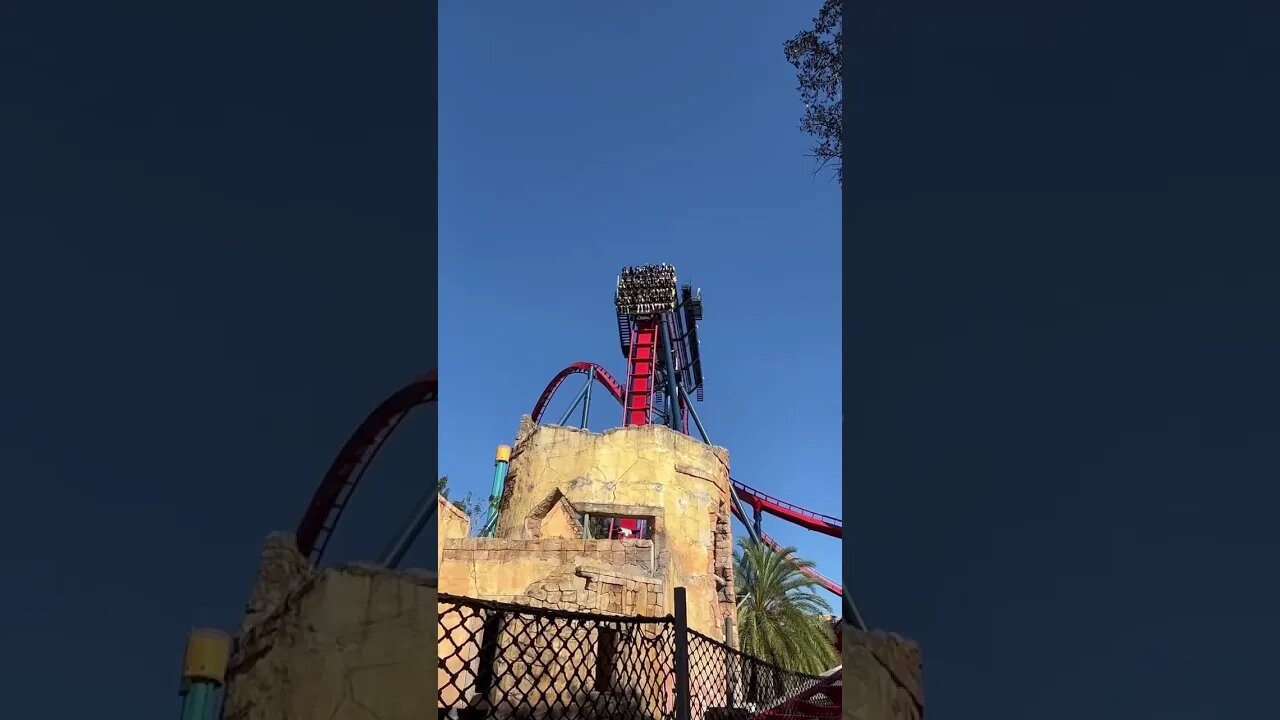 Best Busch Gardens coaster 🎢 #shorts #sheikra #buschgardens