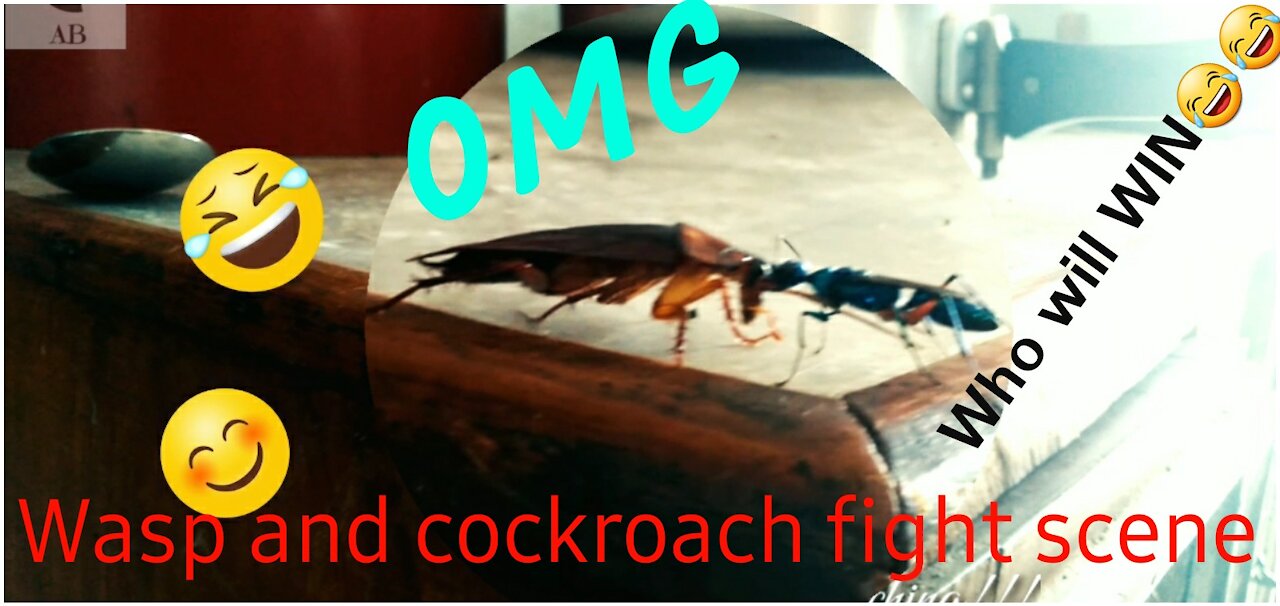 OMG...FIGHT !!!! COCKROACH AND WASP