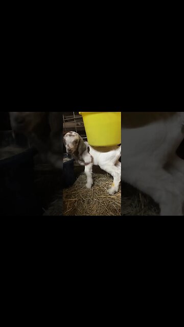 Baby Boer Update #3 #babygoats #farmlife #homestead