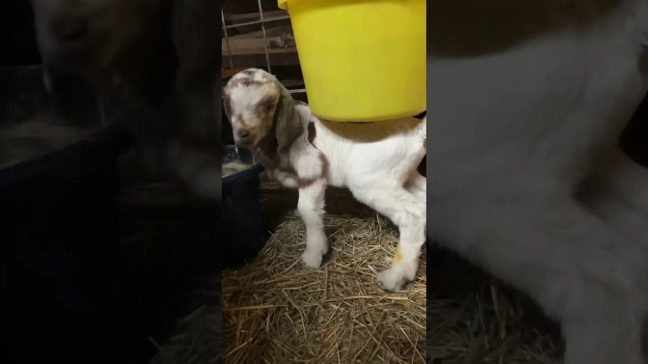 Baby Boer Update #3 #babygoats #farmlife #homestead