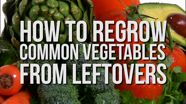 How to Regrow Common Vegetables from Leftovers