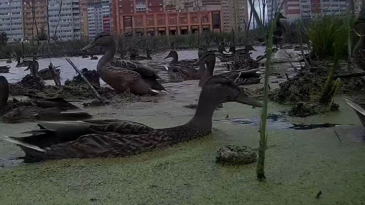 Ducks fighting for food in the city