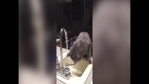 Cat VS Sink: Who Will Win?