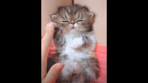 Cute Cats and Funny Dogs Videos Compilation 2021.mp4