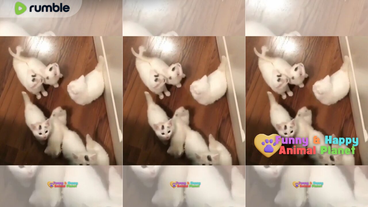 Funny and Cute Cat | My white cat welcomes me when I open the door 😍