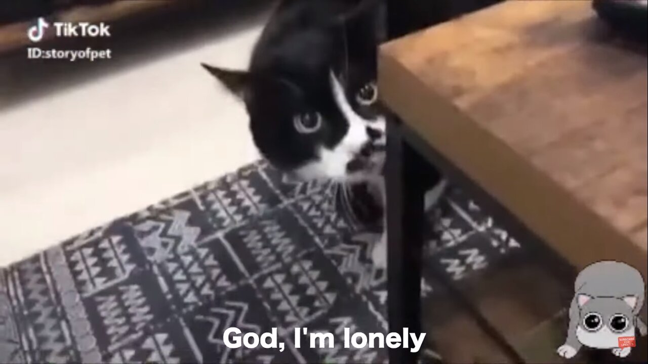 we all want to know what will hapen to us in the afterlife (we gonna turn into cats)