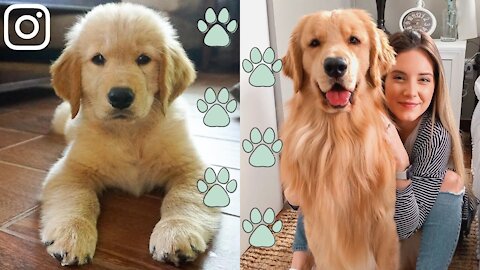 Best of Tucker Budzyn! Cute and Funny Golden Retriever Puppy videos!