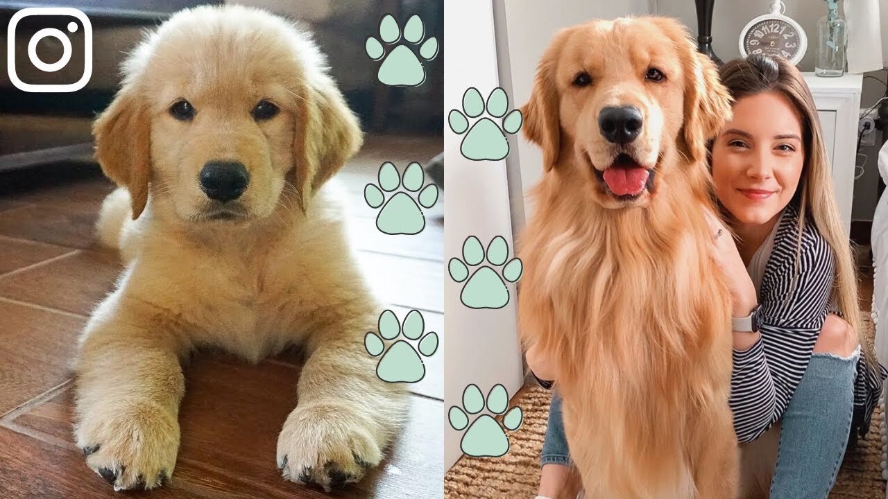 Best of Tucker Budzyn! Cute and Funny Golden Retriever Puppy videos!