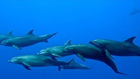 Dolphins and Whale Shark at the same Time Make an Unforgettable Scuba Encounter