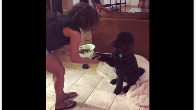 Thankful dog prays with owner before dinner