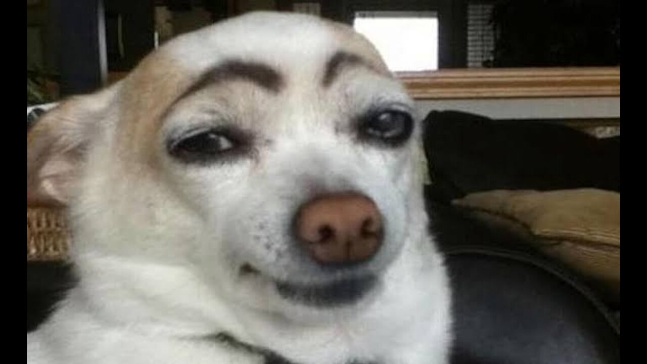 funny video of pets | try not to laugh 😂😂