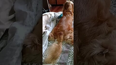 #dogshow , #amimals , #dogs , #shorts