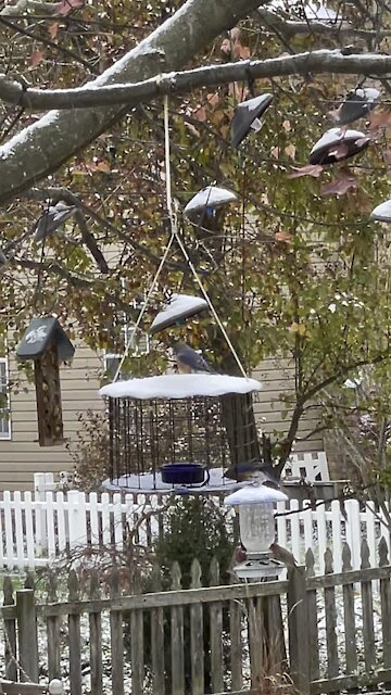 Bluebirds feeding to Winter Wonderland