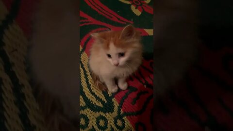 Kitten Rescued In Giza Floods In Egypt (04-14-2023) / إنقاذ هرة من فيضانات الجيزة ، مصر