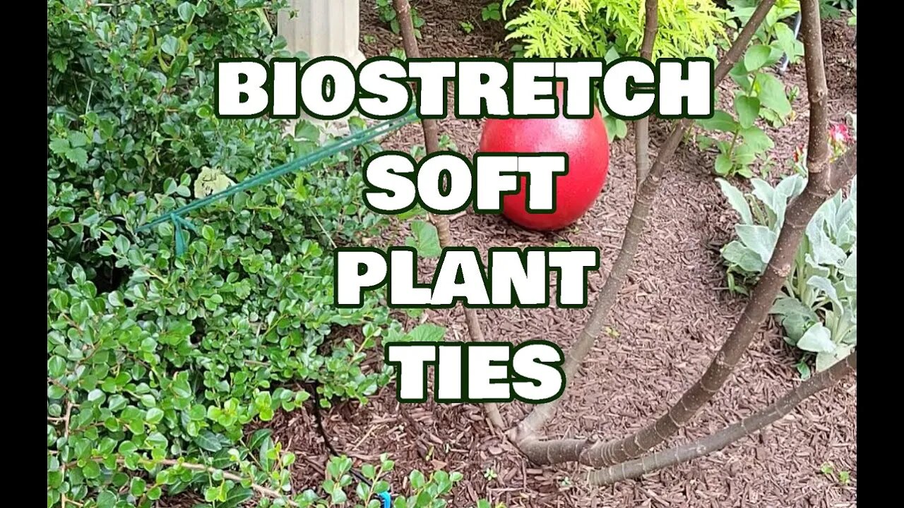 Biostretch Soft Plant Ties on my fig tree, This stuff rocks