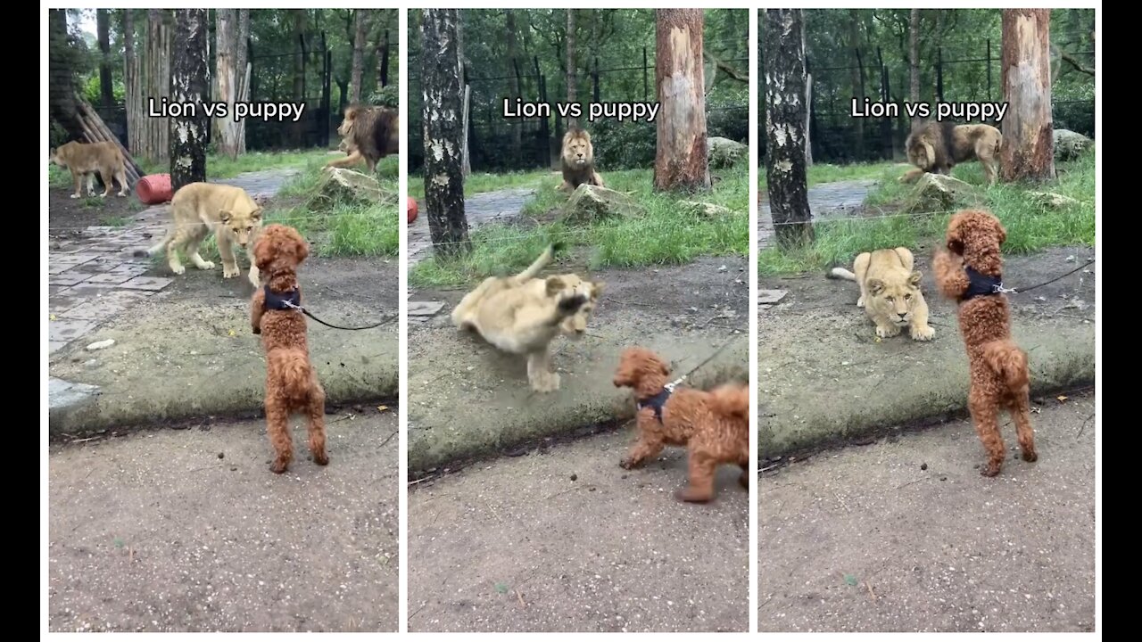 Fearless puppy try to fight with lion (LION VS PUPPY)