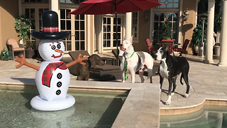 Funny Great Danes Meet Snowman in Florida