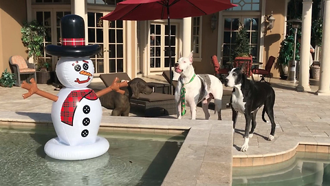 Funny Great Danes Meet Snowman in Florida