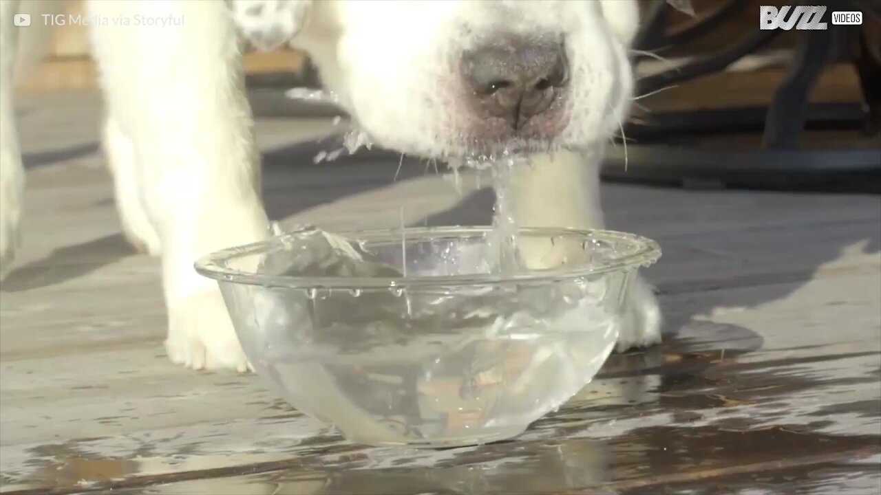 Ce chien a la langue la plus longue du monde