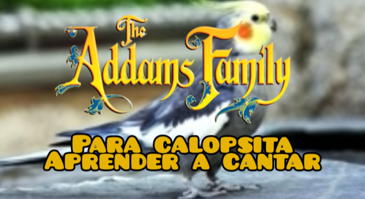 Família Addams. Para calopsita aprende a cantar