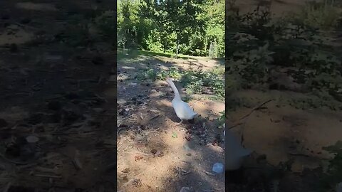 #homesteading #homesteadlife #ducks #free-range #farmlife #simplelife #countrylife