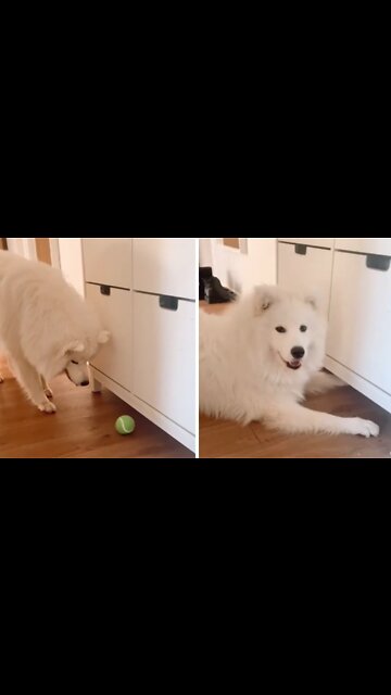 Pup waits for ball to go under cupboard so he can get mom's attention
