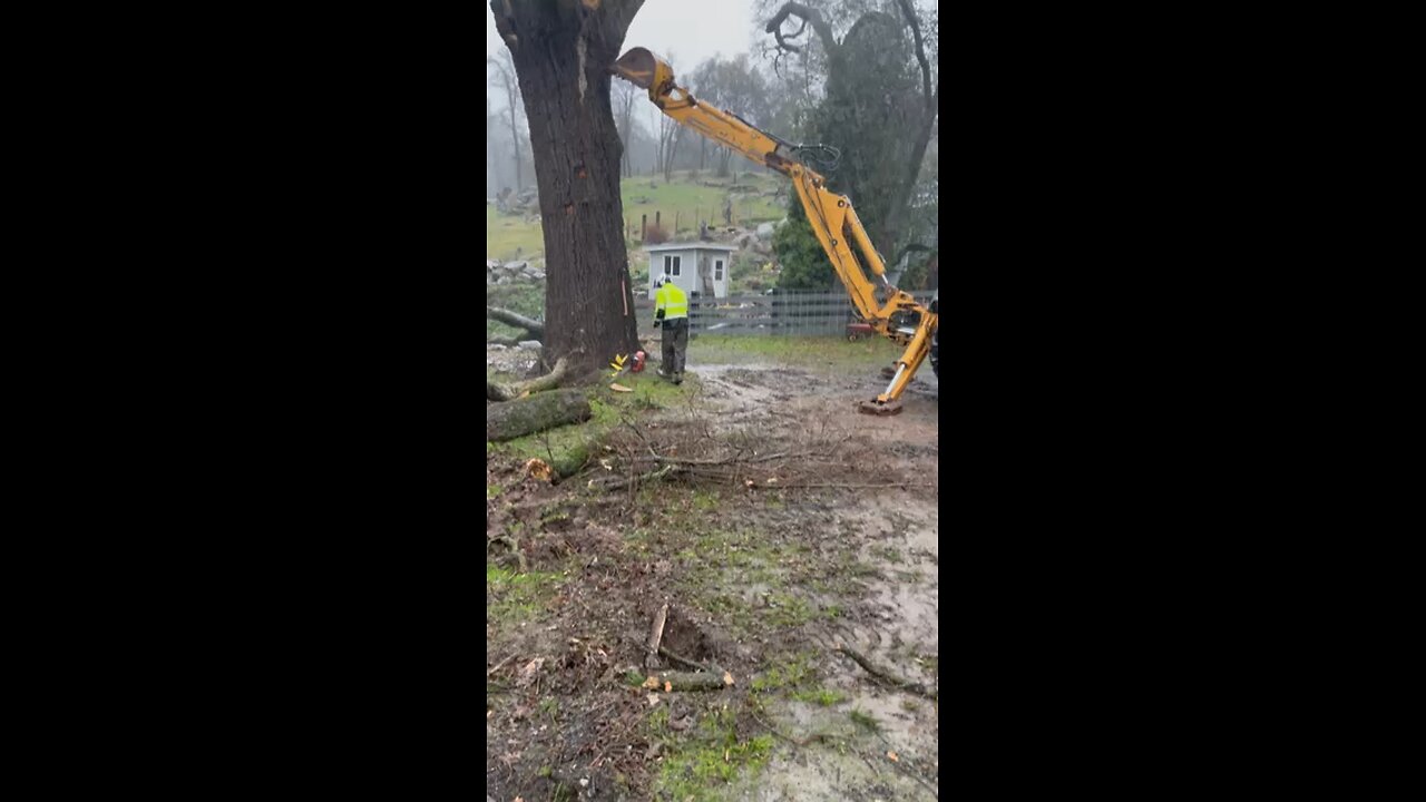 Lightening struck tree