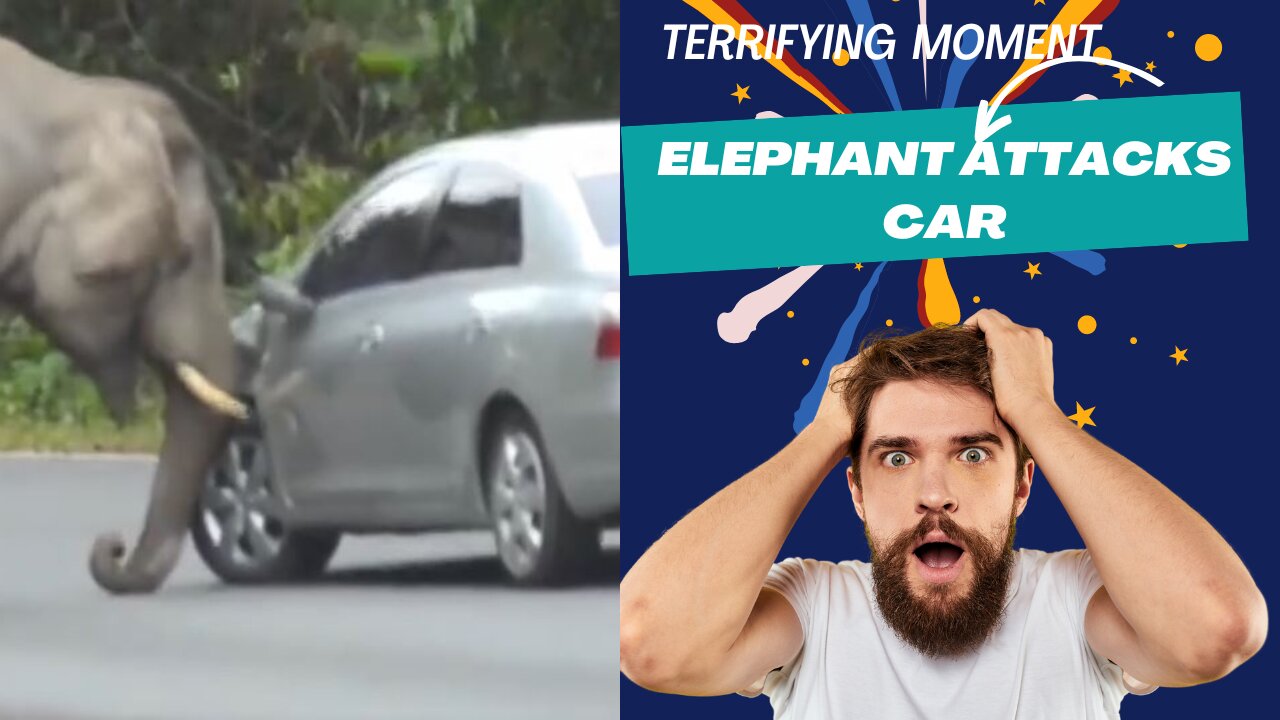 Elephant vs Car: Intense Wild Encounter