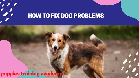 how to fix dog problems