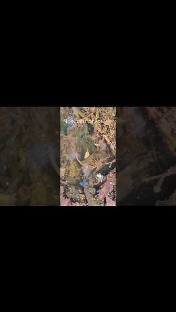 MOSQUITO larvae in pond #shortsvideo #socialmedia #oragnic #garden @TalkwithSally