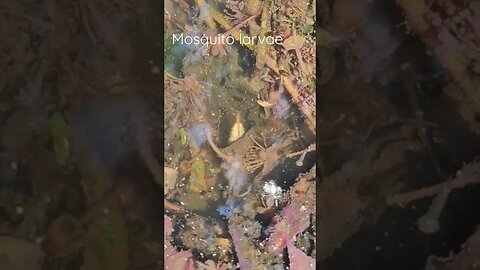 MOSQUITO larvae in pond #shortsvideo #socialmedia #oragnic #garden @TalkwithSally