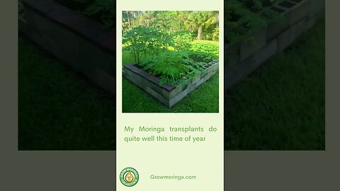 South Florida Moringa Grower with Skill - Faron Connelly | The Grow Moringa Collective