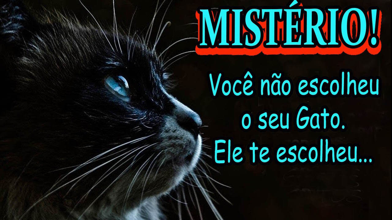 A MISSÃO ESPIRITUAL DOS GATOS COM OS SEUS DONOS SEGUNDO MÍSTICOS