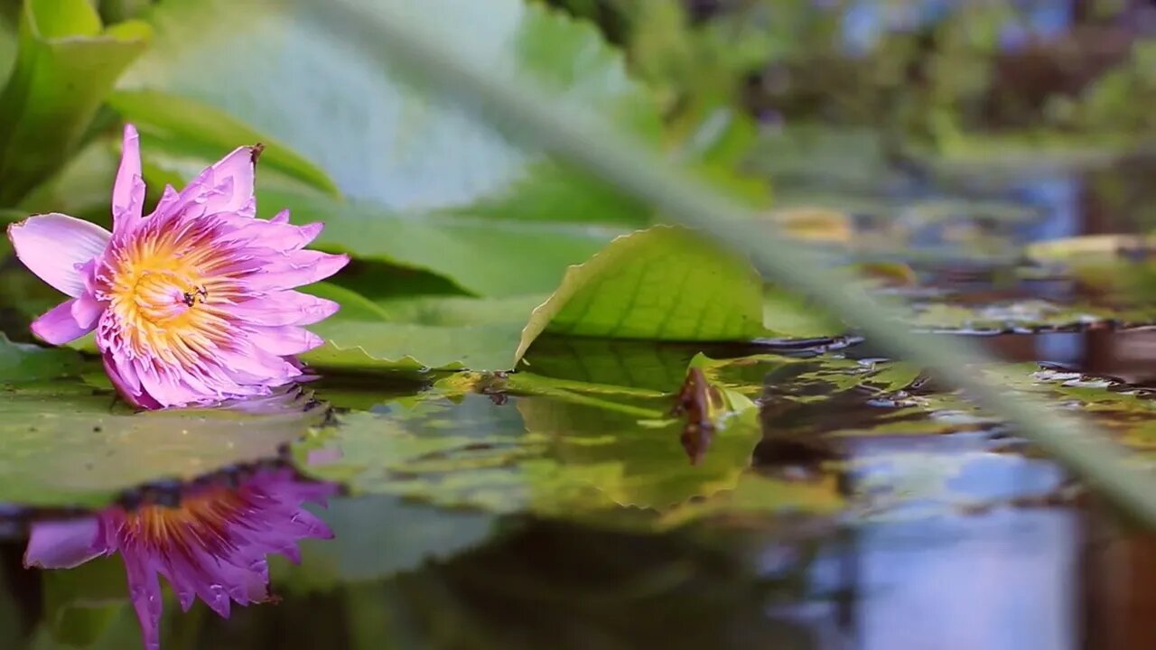 flowers reflection on the ponds