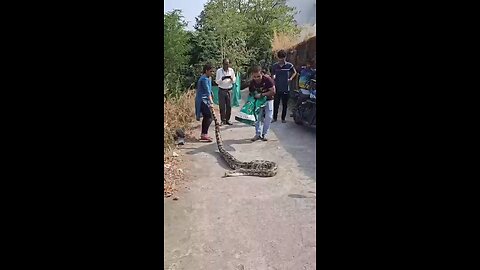 Deadly Python