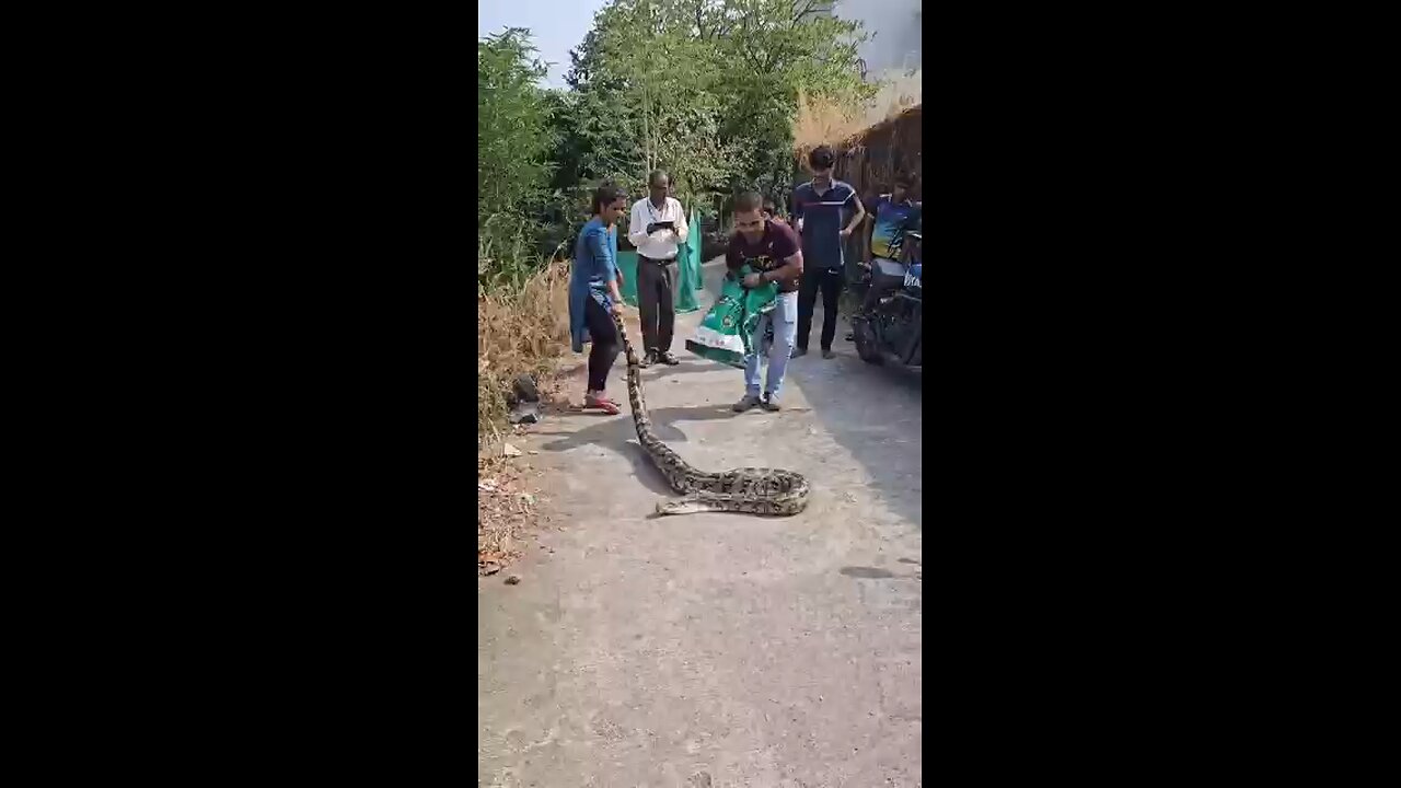 Deadly Python