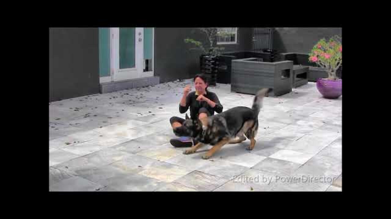 how to train our dogs dogs training video funny moment of dogs