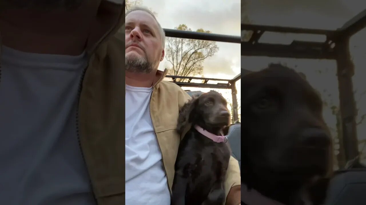 First Time Puppy Rides On The Side-by-side. #puppy #outdoors
