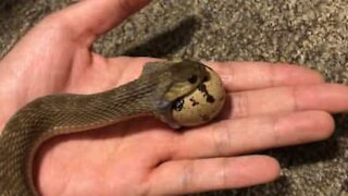 Ce serpent gobe les œufs avec aisance