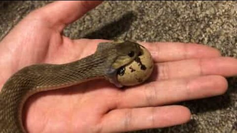 Ce serpent gobe les œufs avec aisance
