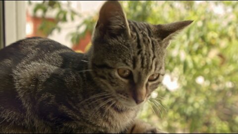beautiful cat in the world 2022