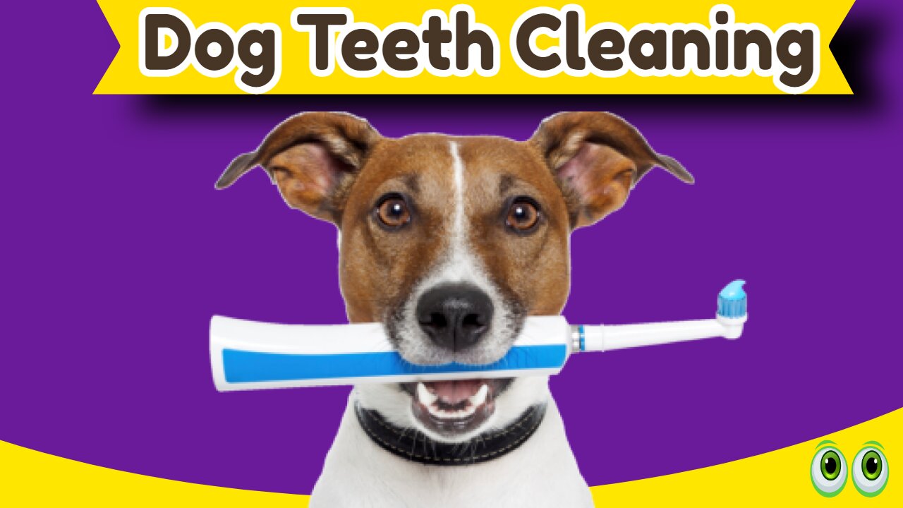 Is Dog Teeth Cleaning Necessary?