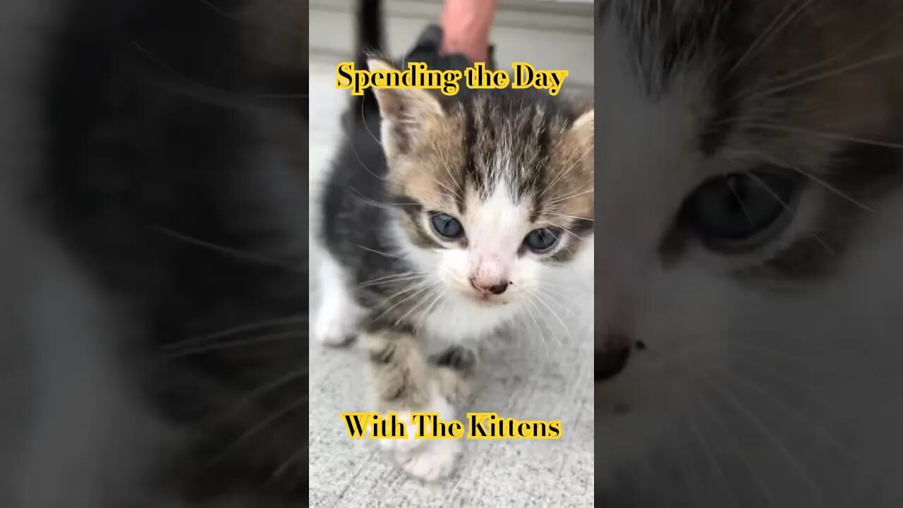 Viral Kitten Cuteness Overload: An Unforgettable Day