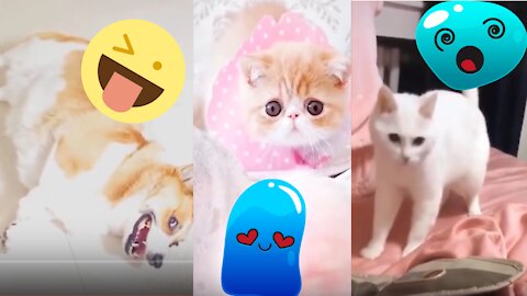 Cute Pets And Funny Animals - cute pets and funny animals compilation pets funny