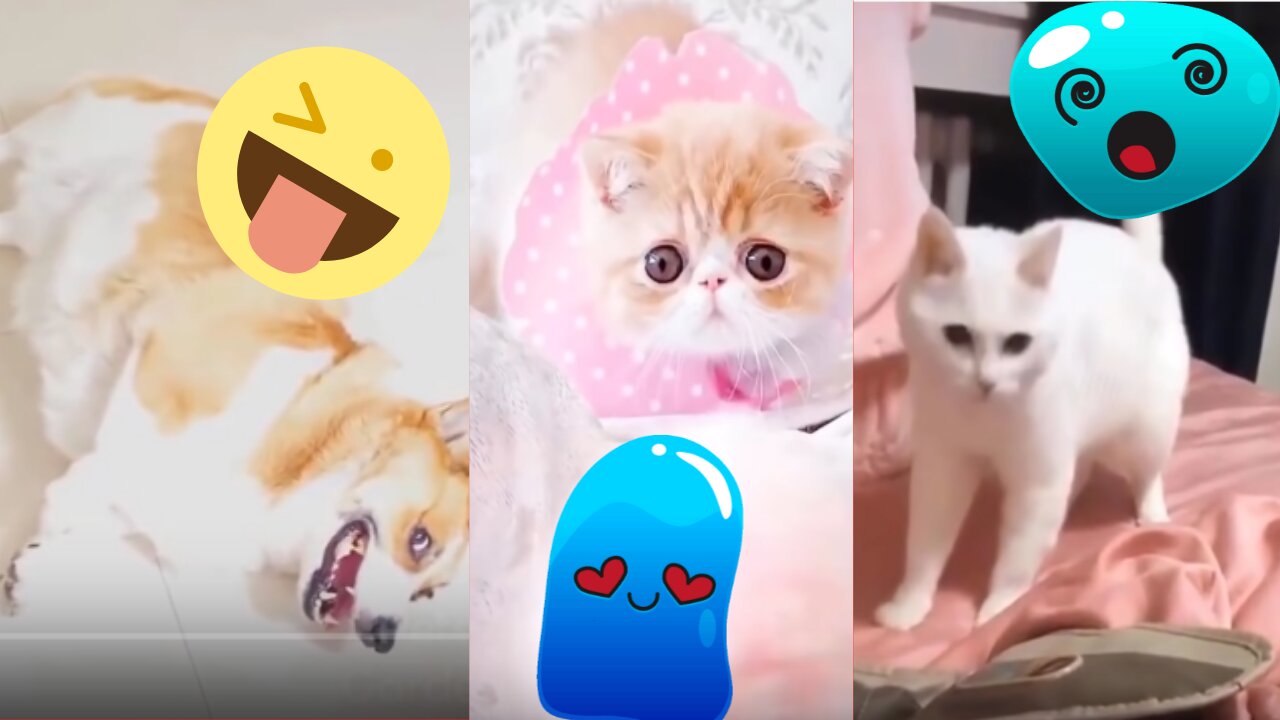 Cute Pets And Funny Animals - cute pets and funny animals compilation pets funny