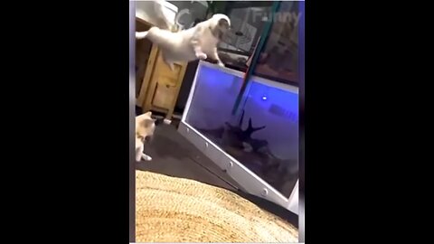 A Sheep Unceremoniously Head Butting A Cat - PRICELESS