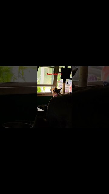 Garmr hears them before we do. #dogshorts #dogsiren